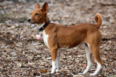 如何训练巴仙吉犬跨障碍?一文告诉你!