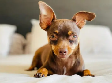 小鹿犬为什么喜欢钻被窝？想养的人来看看吧
