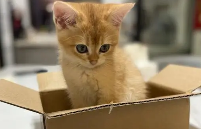 猫咪为什么这么喜欢钻箱子里面 猫咪为什么这么喜欢钻箱子里面
