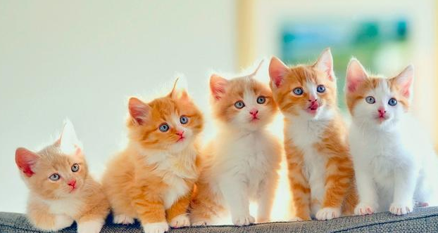 猫喜欢接近有福报的人