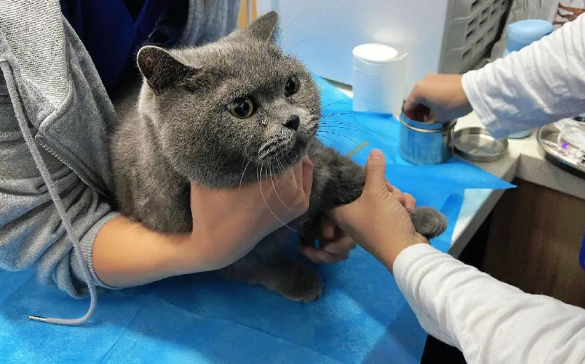 猫咪节育为什么要验血常规