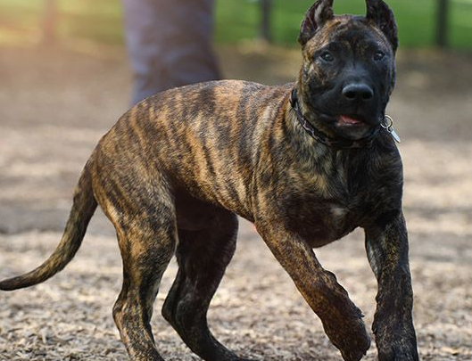 加纳利犬鼻子干怎么处理？本文告诉你