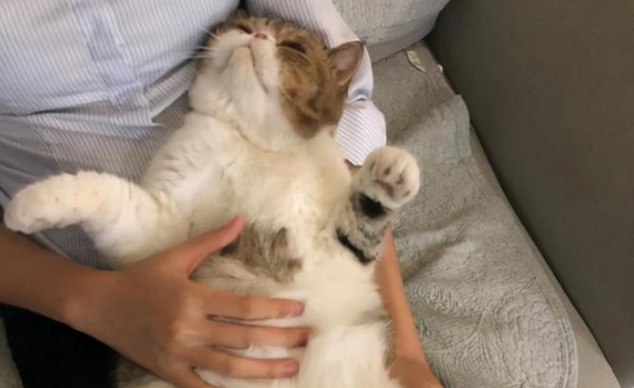 为什么拍猫咪肚子会叫
