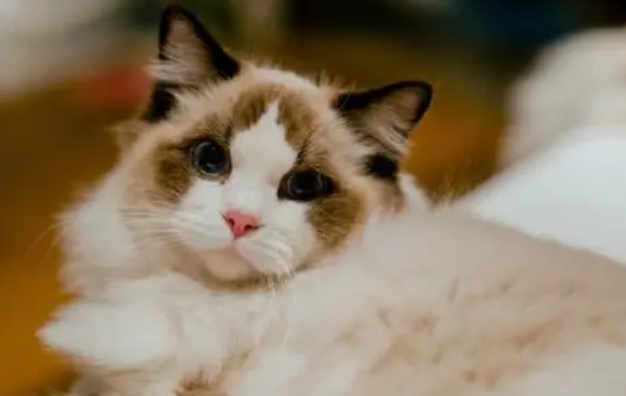 猫咪会不会变成人