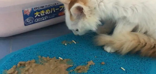 猫咪喂了药吐了怎么回事