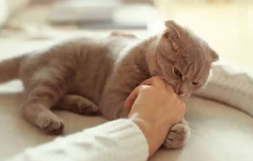 为什么揉猫咪肚子它会咬人呢