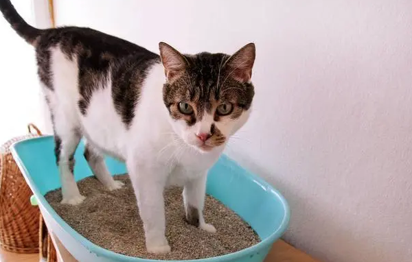 为什么最近猫尿骚味大
