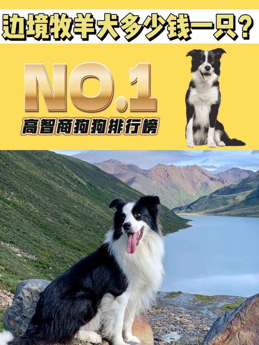 智商第一的狗狗——边境牧羊犬多少钱一只？