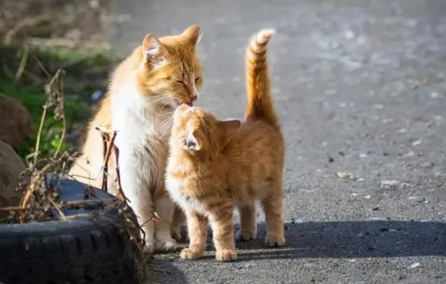 老人说猫不能捡为什么