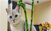 金钱树对猫有没有危害