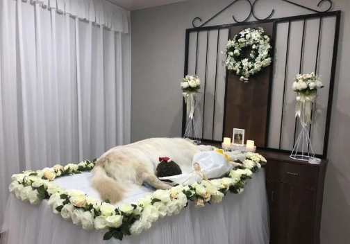 南宁宠物殡葬服务价格