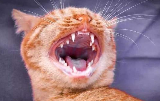 猫咪喜欢蹭牙齿是为什么