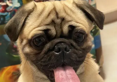 巴哥犬嘴巴臭怎么办？来看看吧