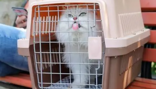 什么物流可以寄猫咪