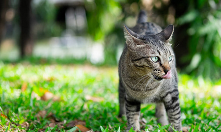 猫咪走路找东西怎么回事 猫咪走路找东西怎么回事