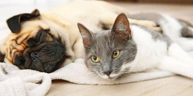 猫为什么见狗害怕
