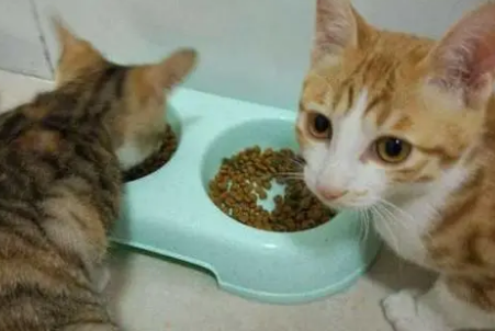 科普一下小土猫除了猫粮还吃什么食物~ 科普一下小土猫除了猫粮还吃什么食物~