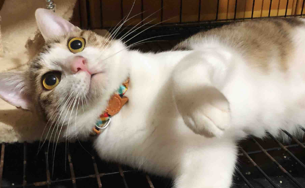 驱虫项圈猫咪为什么不能带