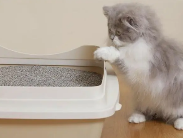 猫咪为什么老是尿在厨房里 猫咪为什么老是尿在厨房里