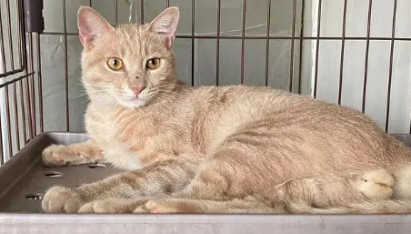 橘色母猫有多稀有