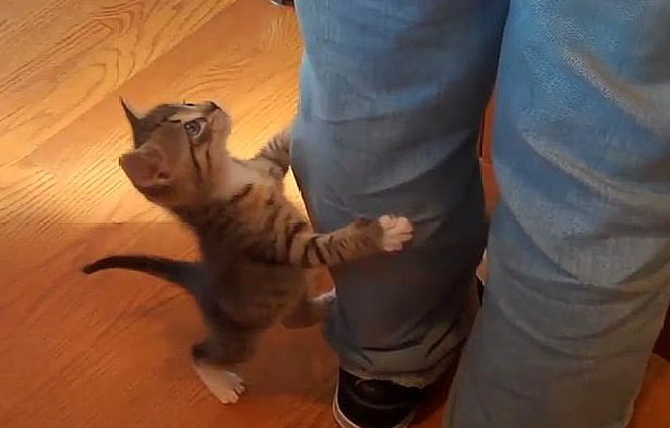 猫为什么会扑主人的腿 猫为什么会扑主人的腿
