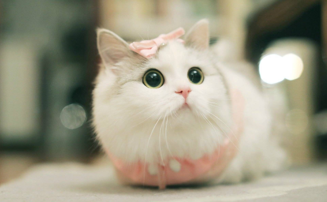 未婚少女为什么不能养猫 未婚少女为什么不能养猫