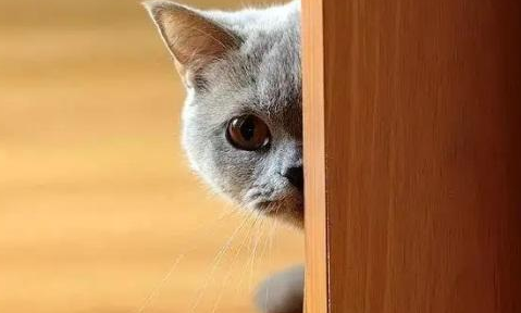 猫胆小怎么回事 猫胆小怎么回事