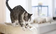 猫咪踩奶后腿的原因是什么