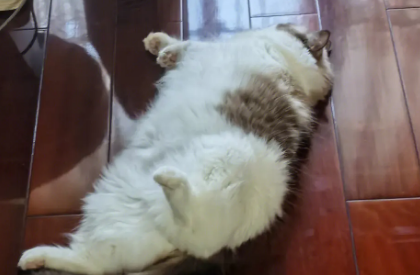 猫咪喜欢躺的原因