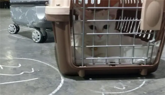 怎么跨省运送猫咪