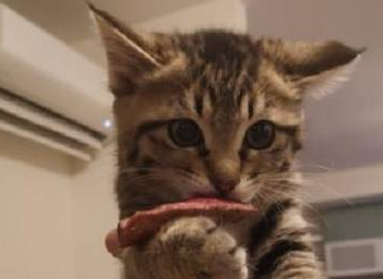 猫咪偷吃被逮住了，猫咪：松嘴是不可能的！ 