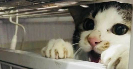 网友吃饭时，猫咪突然走了过来，直接给网友加餐