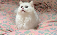 为什么猫咪在屋里不睡觉