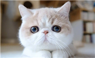 猫咪为什么会掉毛