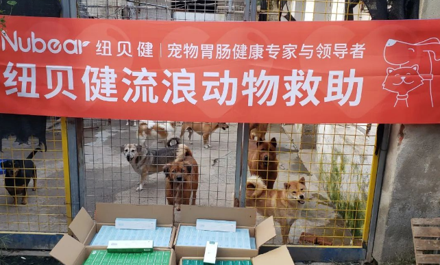 这里的动物没有主人，却被很多人爱｜纽贝健 × 王阿姨流浪狗基地