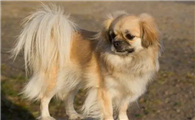 西藏猎犬怎么训练出门随行?要做到什么呢?
