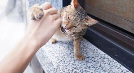不能让猫咪抓东西的原因 不能让猫咪抓东西的原因