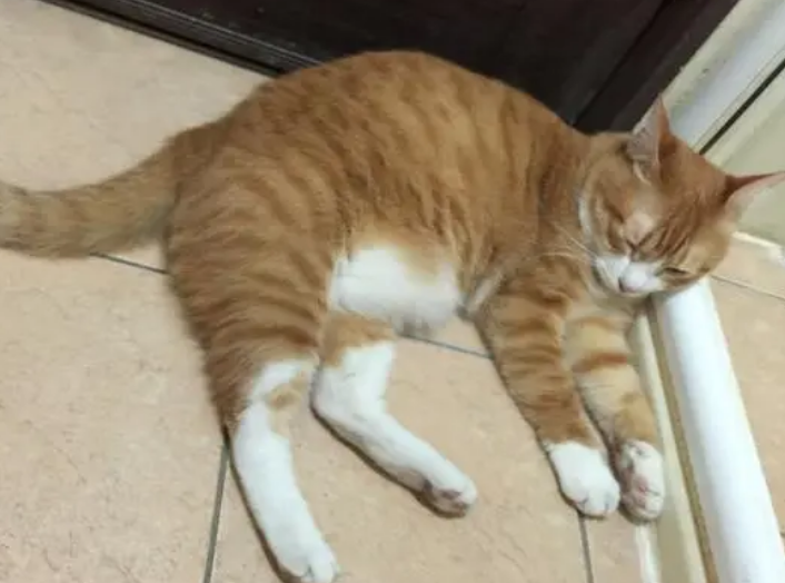 猫咪为什么弯曲身体不动了