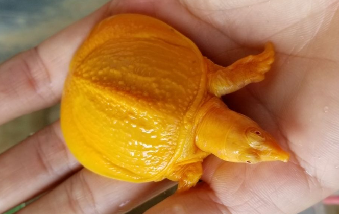 黄金鳖能深水养殖吗 黄金鳖能深水养殖吗