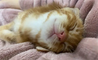 猫睡觉的时候为什么发出古怪的声音