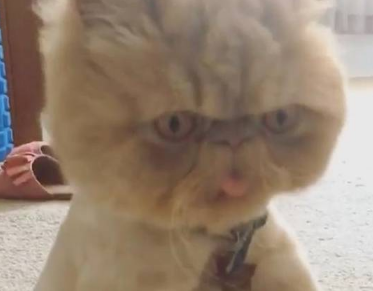 猫咪做完绝育后，主人担心它做傻事