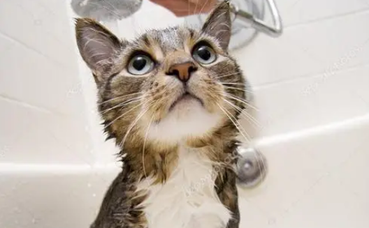 猫咪洗澡为什么发抖呢