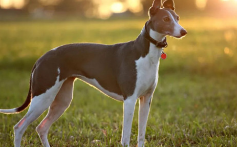 灵缇犬家里怎么养？主人要注意什么？
