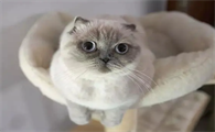 养猫咪的生活有趣吗