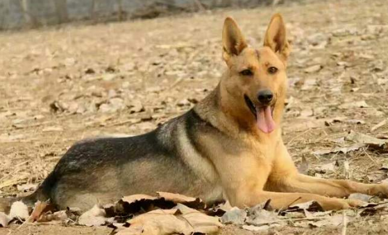 昆明犬嘉兴禁养吗?快来看看吧 昆明犬嘉兴禁养吗?快来看看吧