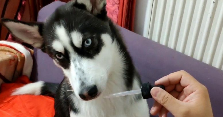 鱼腥草注射液能口服吗