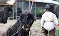 藏獒会保护主人的小孩吗