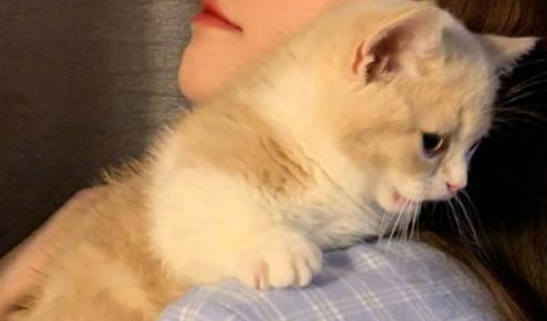 猫咪为什么不粘衣服上呢 猫咪为什么不粘衣服上呢