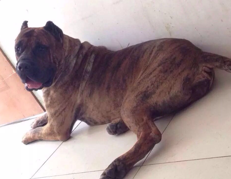 加纳利犬不能吃什么东西?不知道来瞧瞧 加纳利犬不能吃什么东西?不知道来瞧瞧