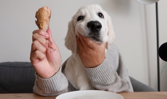 狗狗护食，主人有妙招 结局很感人……